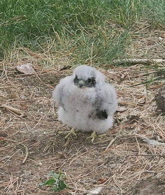 Pollo de halcón peregrino encontrado en mi patio trasero. Acabó reunido con su familia