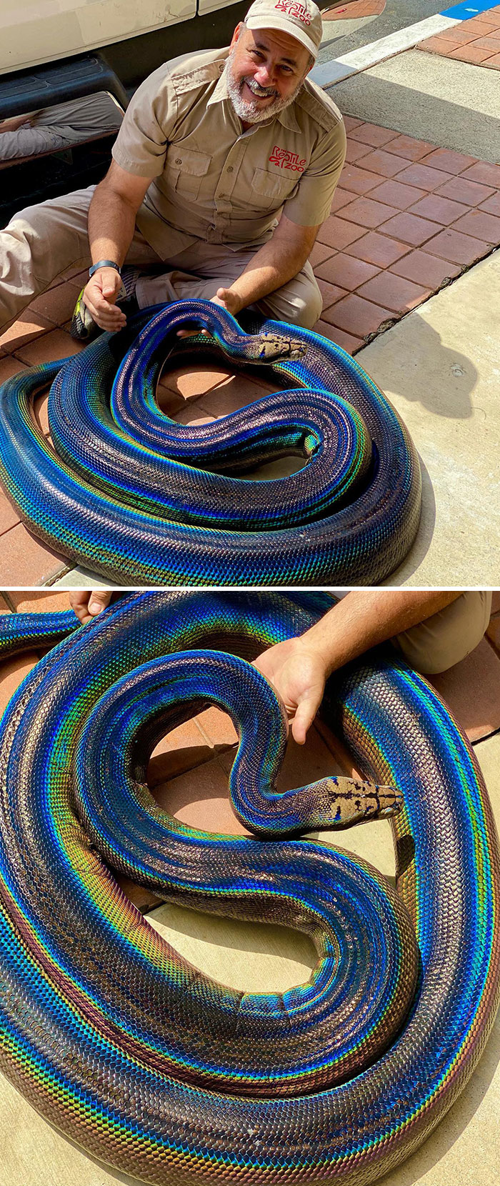 This Colorful And Rare Python