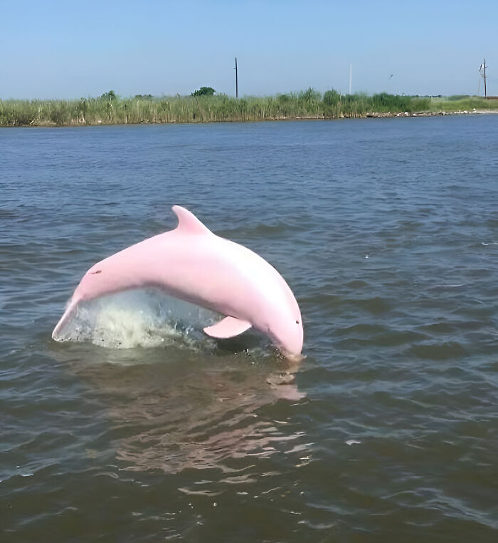 Buddy Of Mine Spotted This Dolphin In Lake Calcasieu, Louisiana