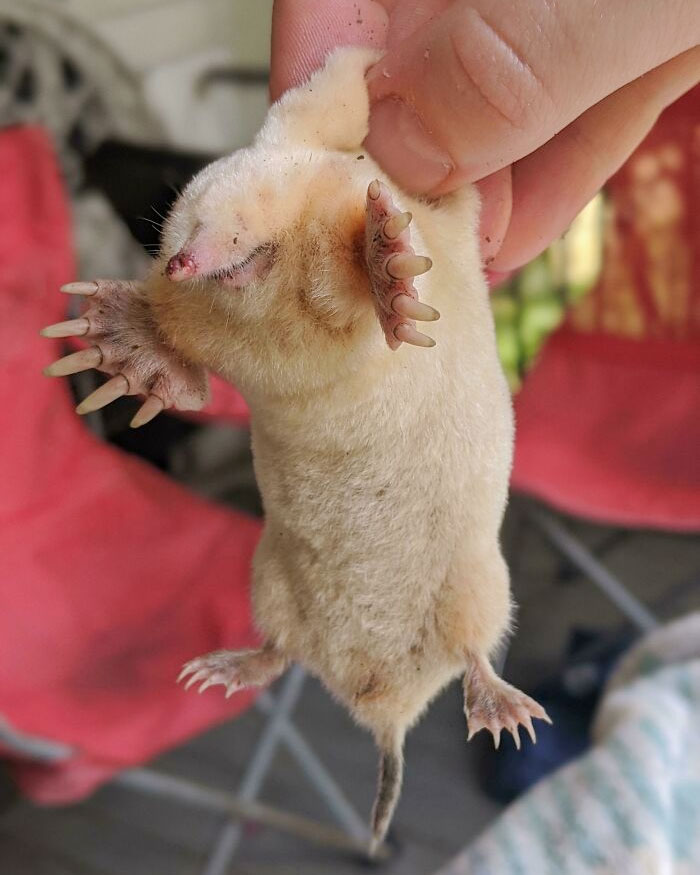 My Yard Has A Mole Problem, But I Never Thought I'd Find An Albino