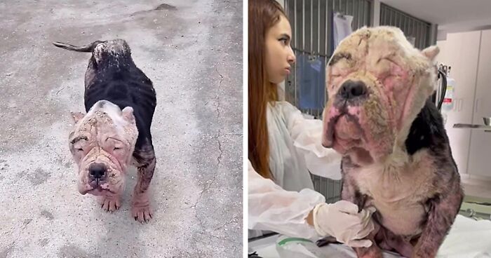 Remarkable Recovery Story Of A Resilient Dog That Was In Desperate Need Of Rescue