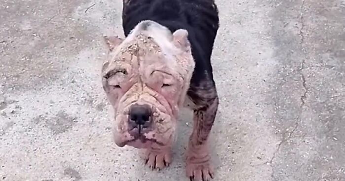This Bully Dog Got A Second Chance At Life, Here Is His Rescue Story