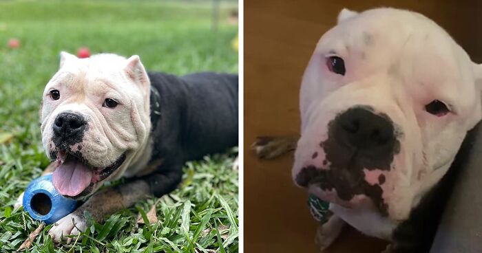 This Bully Dog Got A Second Chance At Life, Here Is His Rescue Story