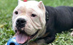 From Despair To A New Life: Heartwarming Rescue Story Of A Bully Dog Named Yoda