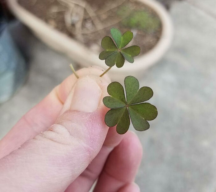 I Just Found These Two Four-Leaf Clovers On St. Patrick's Day