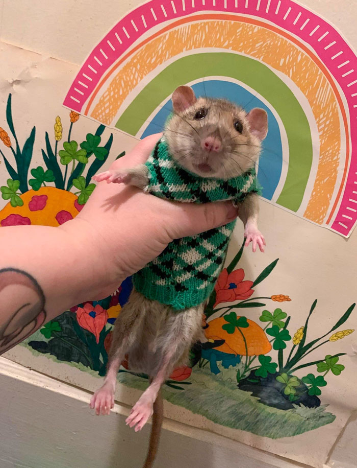 Snoot Here, To Tell You Happy St. Paddy’s Day, And To Let You Know That The Seasonal Knit Can Koozies Make Fantastic Rat Sweaters