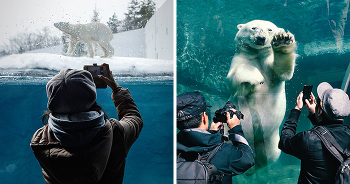 12 Captivating Animal Photos Of Polar Bears I Captured At The Zoo (New Pics)