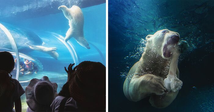 12 Captivating Animal Photos Of Polar Bears I Captured At The Zoo (New Pics)