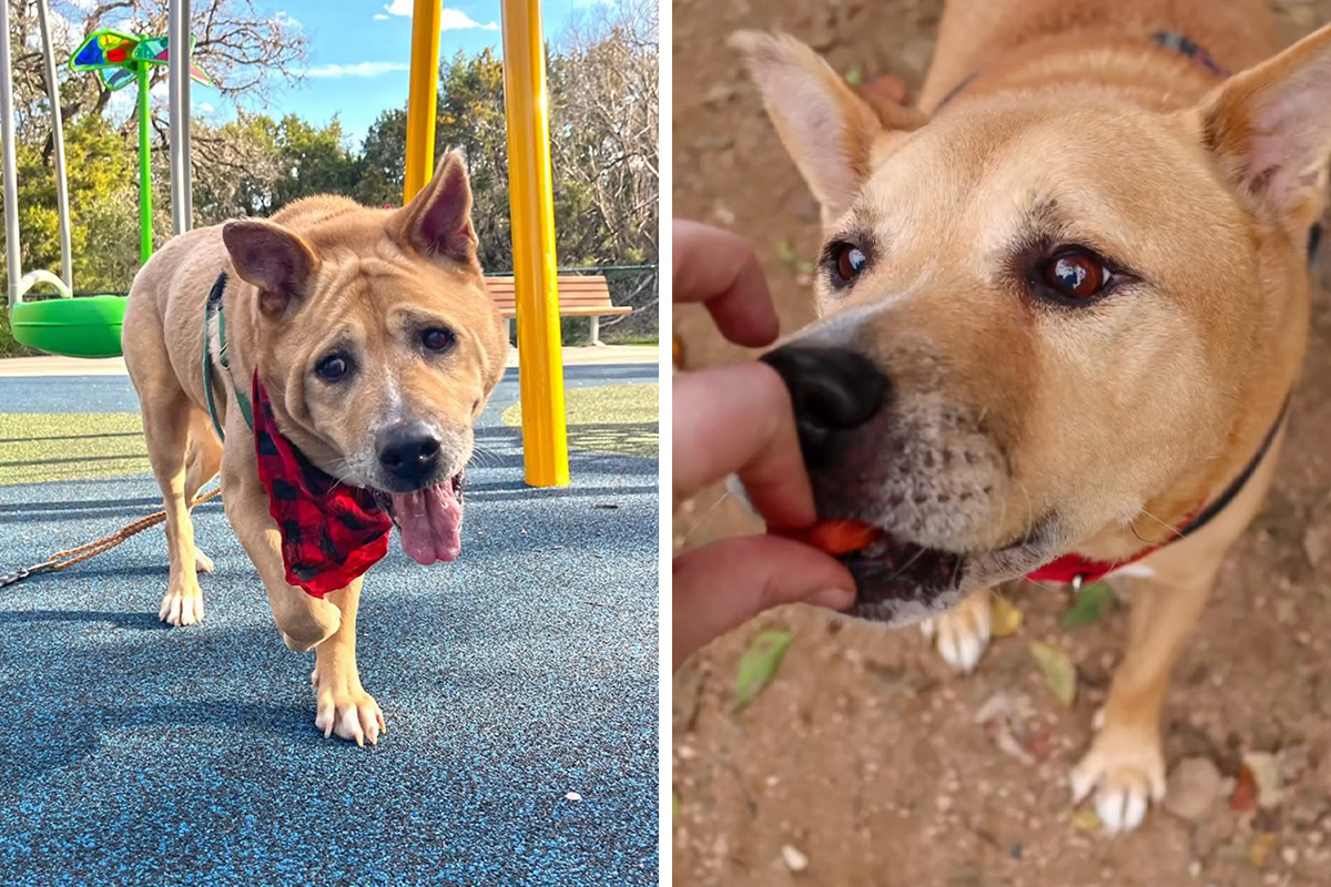 After 700 Days In The Shelter, Senior Pup Gets A New Lease On Life With 74 Y.O. Owner