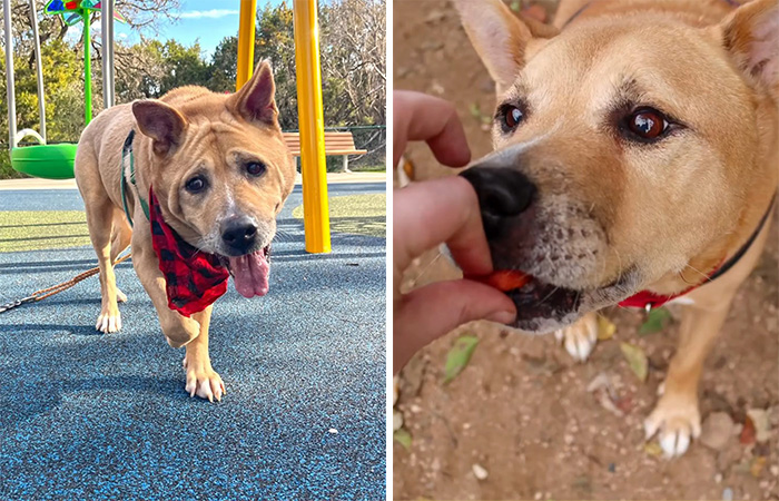 Adorable Video Showing Senior Dog Turning Into A Puppy Thanks To His New Owner