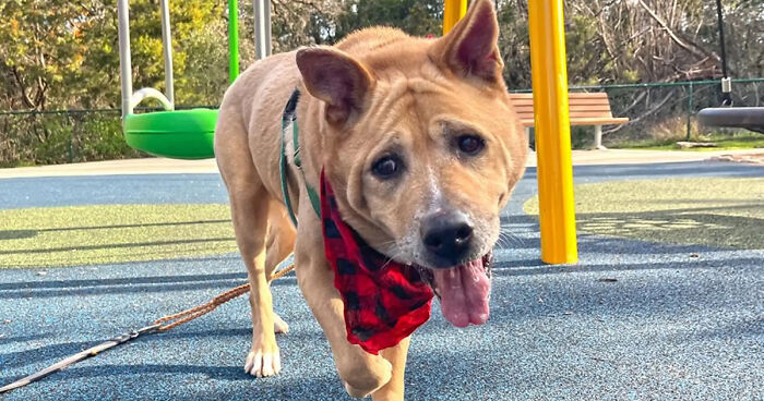 Adorable Video Showing Senior Dog Turning Into A Puppy Thanks To His New Owner