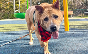 Adorable Video Showing Senior Dog Turning Into A Puppy Thanks To His New Owner