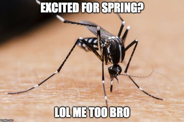 Springtime-Memes-Funny