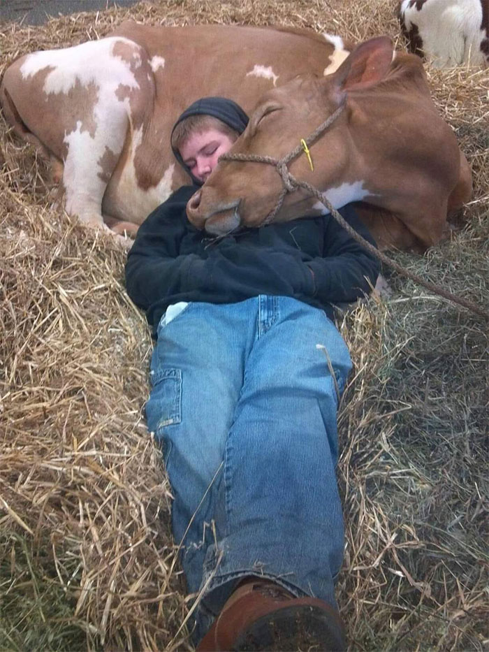 Our Cow Bertha Wasn't Feeling Good So Last Night, My Son Went Outside To Spend Time With Her. I Woke Up This Morning And Found This