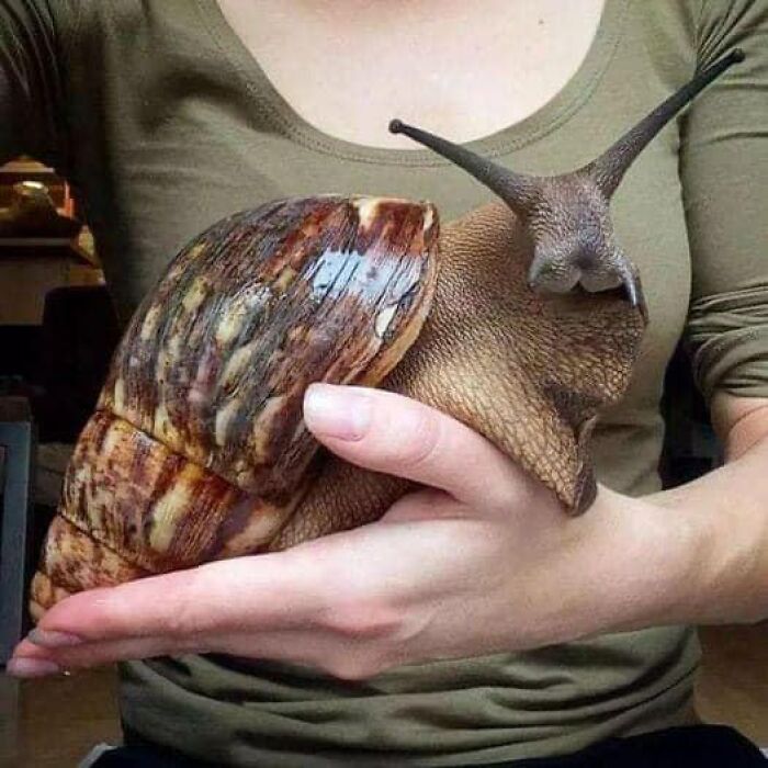 "Giant African Land Snails" Are The Largest Living Snail Species In The World