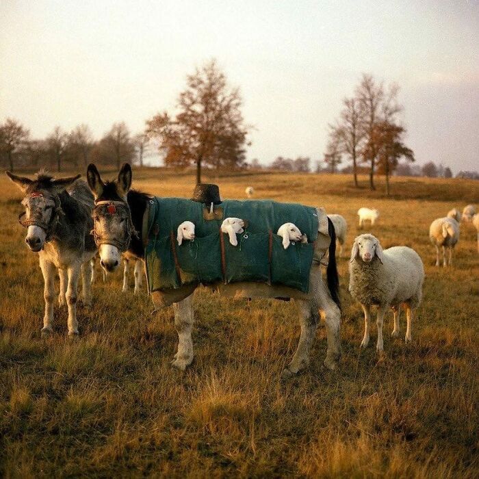 Donkey Nannies In Italy. Each Year In Italy, Grazing Animals Are Moved From High Pastures Down To The Plains. Newborn Lambs Are Unable To Make This Journey On Their Own. Instead, They Ride In The Pouches Of A Specially Made Saddle On The Back Of A Donkey Or A Mule Nanny. They Are Taken Down At Rest Stops And Returned To Their Mothers For A Bite To Eat And A Bit Of Nuzzling