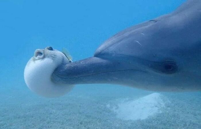 Fun Fact: Pufferfish Release A Toxin When They Puff Out That Is Meant To Impair The Attacker, So They Can Safely Escape. Ironically, This Doesn’t Work On Dolphins In The Same Way.. It Actually Gets Them High. So They Purposely Inflate Them And Pass Them Around To Their Dolphin Friends For Fun
