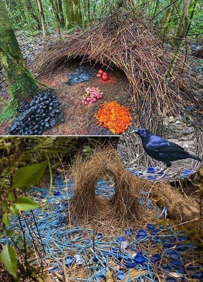 Bowerbirds Create Elaborate Structures To Attract Potential Mates By Placing Different Bright Objects They Collect In And Around A Bower, Spending Many Hours Meticulously Arranging The Collection