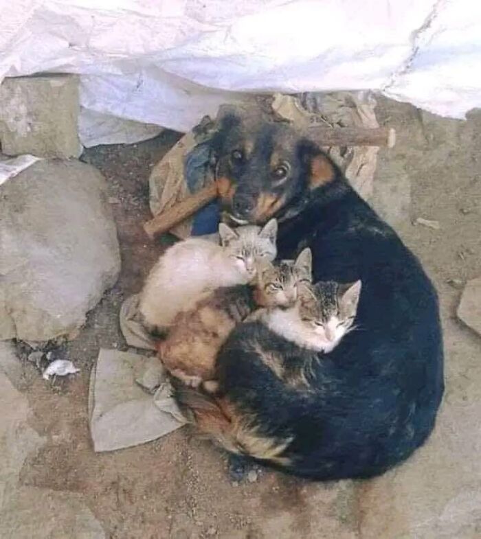 This Dear Little Street Dog Is Taking Care Of Abandoned Kittens...she Has Nothing Material To Give But Gives The Greatest Gift To Bestow On Any Being...unconditional Love, Bless Her Giving Tender Soul