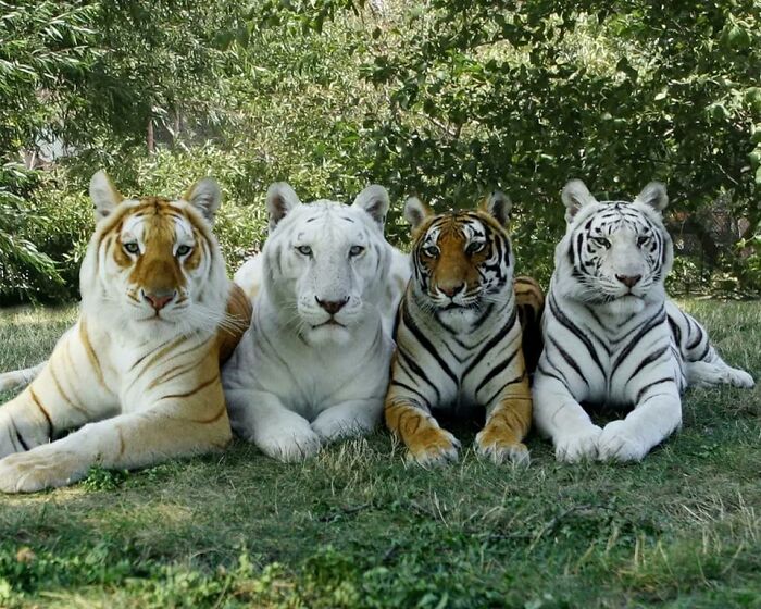 4 Types Of Tigers In The Same Photo: Golden Tiger, Snow White Tiger, Bengal Tiger And White Tiger