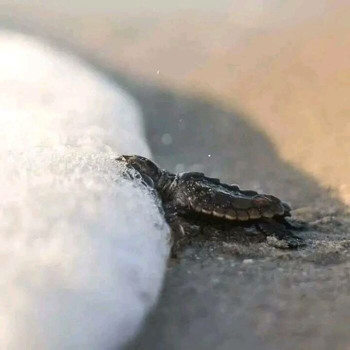 A Newborn Turtle Touches The Sea For The First Time