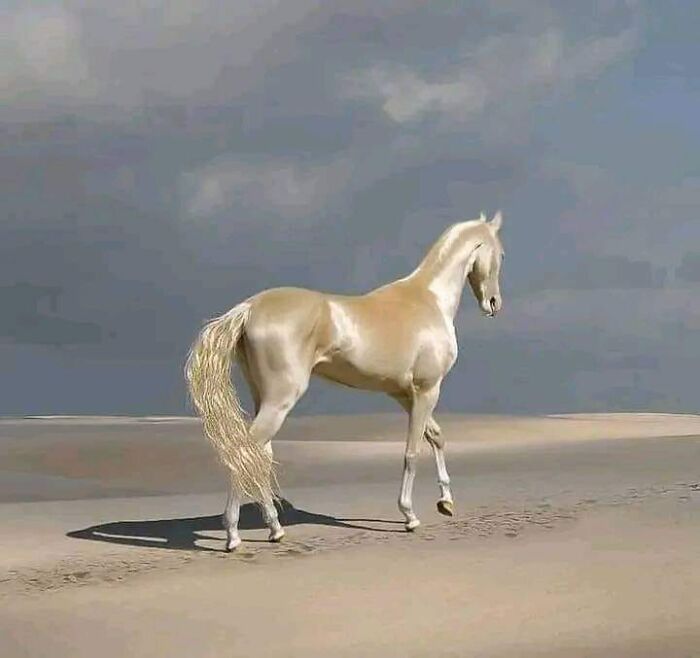 Akhal-Teke, la más bella raza de caballos que existe. Solo quedan unos 6600 de ellos a pesar de ser de los más antiguos