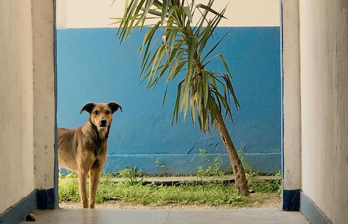Hired With No Experience: Street Dog Persistently Visited Police Station Until He Got Adopted