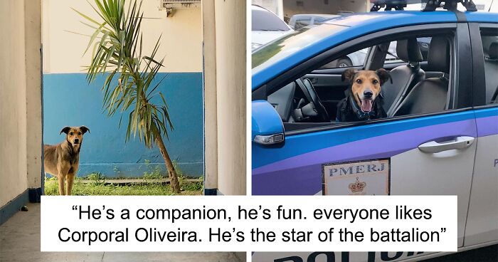 Hired With No Experience: Street Dog Persistently Visited Police Station Until He Got Adopted