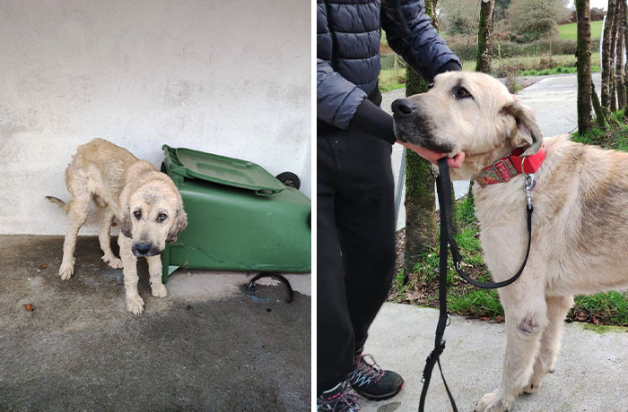 This Dog Was Rescued From The Streets, Now Is A Much-Loved Member Of A Family