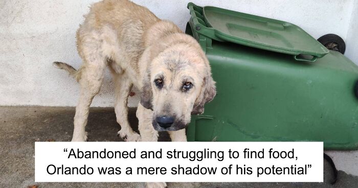 This Dog Got A Second Chance At Life, And His Tail Wags More Than Ever