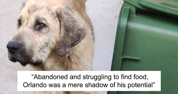 This Dog Went From The Streets To A Loving Home