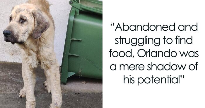 This Dog Went From The Streets To A Loving Home