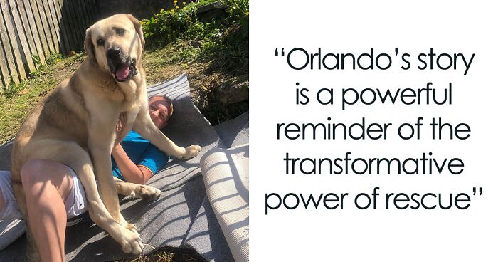 From Streets To Snuggles: Orlando’s Story Of Rescue And Love