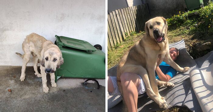 This Dog Got A Second Chance At Life, And His Tail Wags More Than Ever