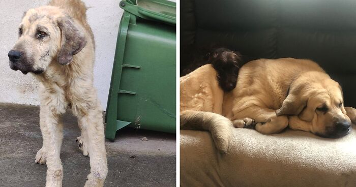 This Dog Was Rescued From The Streets, Now Is A Much-Loved Member Of A Family