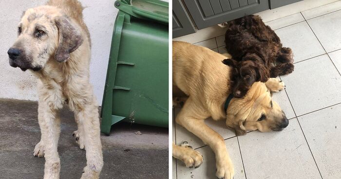 This Dog Went From The Streets To A Loving Home