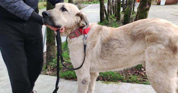 This Dog Got A Second Chance At Life, And His Tail Wags More Than Ever