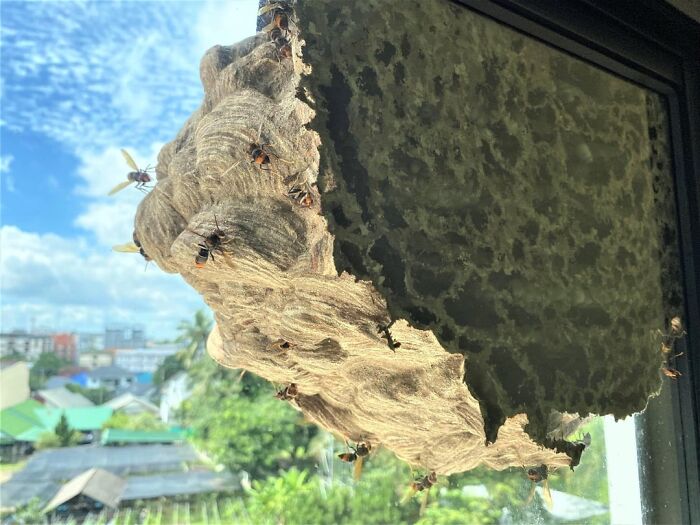 Wasp Nest Made On Window
