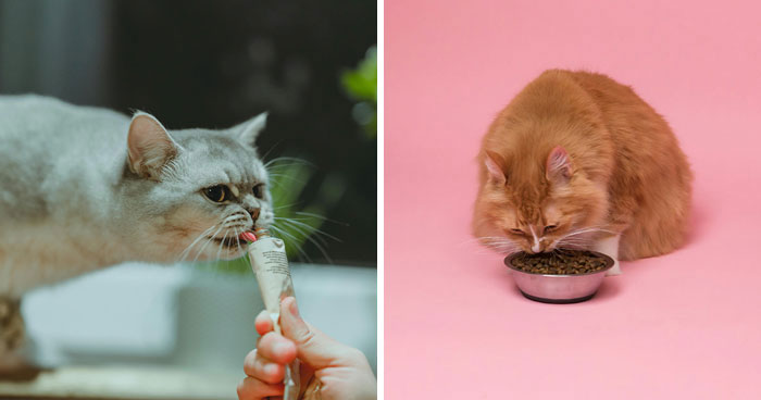 Switching Cat Food: How to Transition Correctly