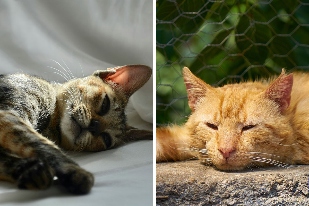 Symptoms of Worms in Cats A Complete Guide from a Vet Bored Panda