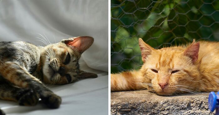 Symptoms of Worms in Cats: A Complete Guide from a Vet