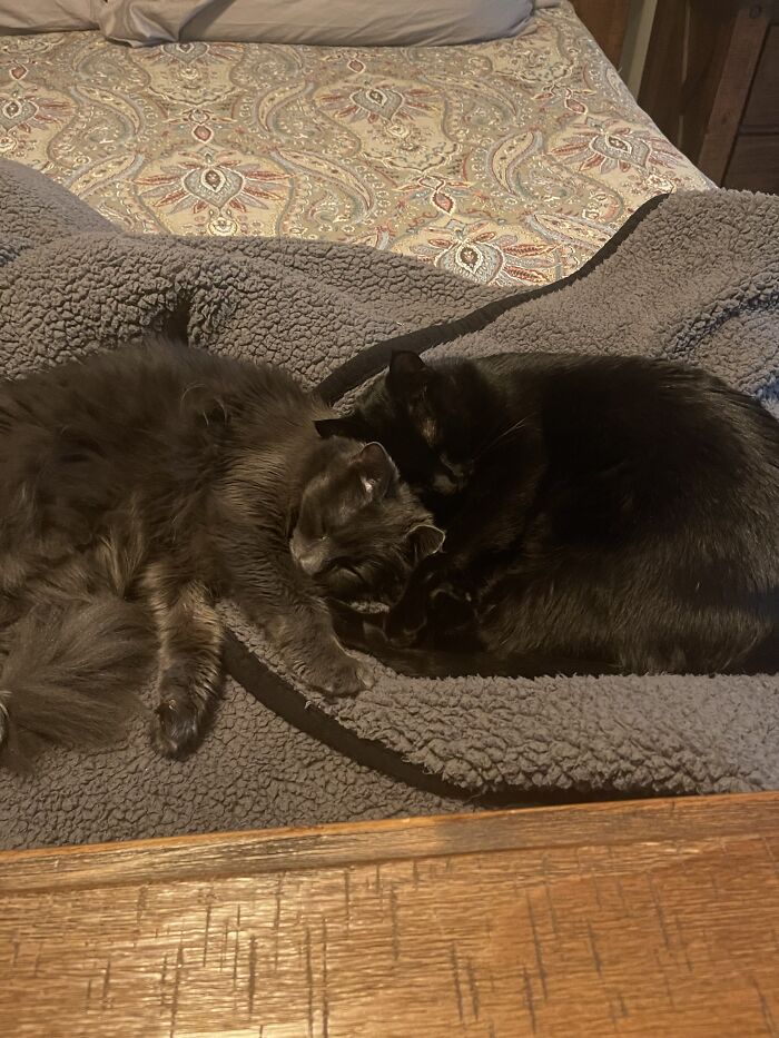 Adopted Together As Kittens And They Still Love To Cuddle
