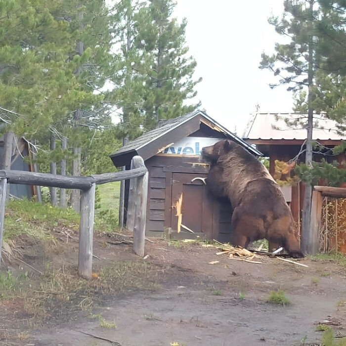 Este oso pardo, de peso estimado 365 kilos