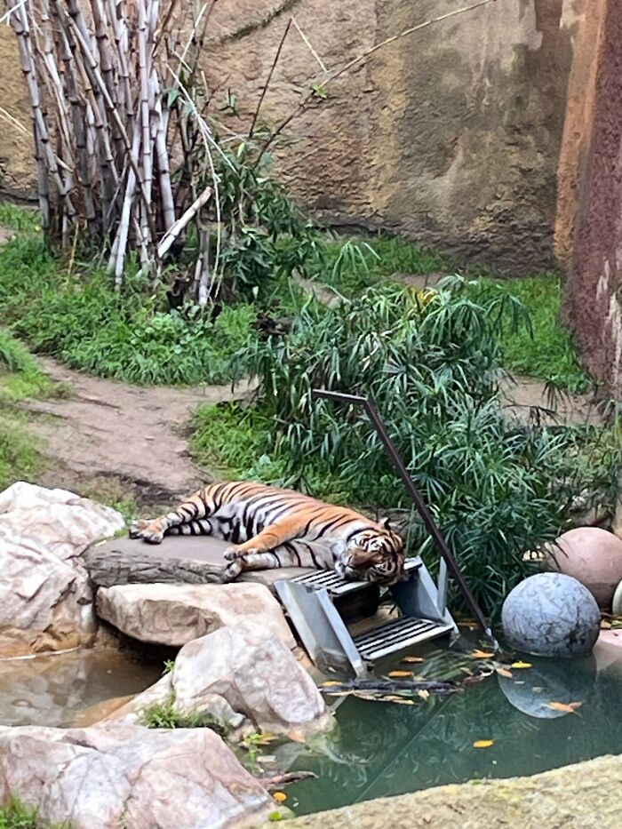 Sleepy Tiger At The La Zoo
