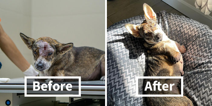 Dog With Two Legs That Survived A Gunshot To The Head Now Zooms Around Like A Puppy In Her New Home