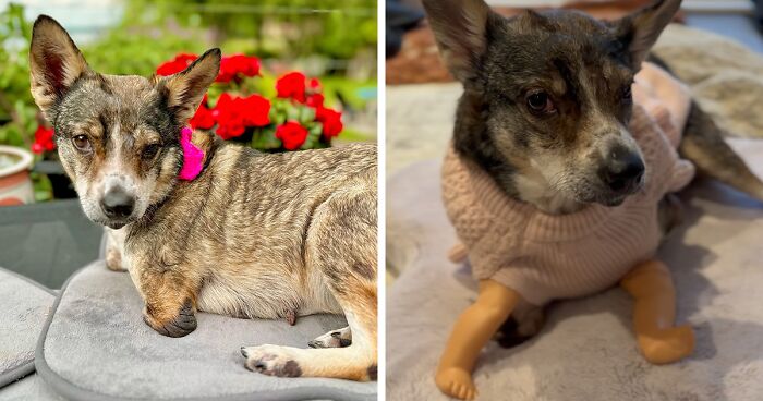 Two-Legged Dog Who Lived On The Streets For 9 Years Now Zooms Around Like A Puppy In Her New Home