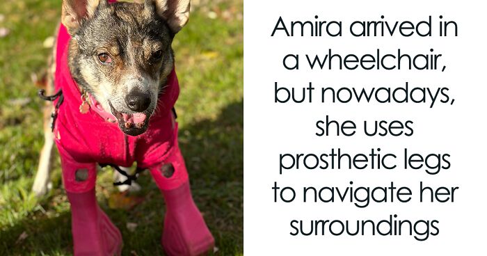Dog With Two Legs That Survived A Gunshot To The Head Now Zooms Around Like A Puppy In Her New Home