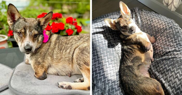 Two-Legged Dog Who Lived On The Streets For 9 Years Now Zooms Around Like A Puppy In Her New Home