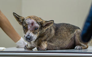 Dog With Two Legs That Survived A Gunshot To The Head Now Lives In Canada And Walks On Prosthetics
