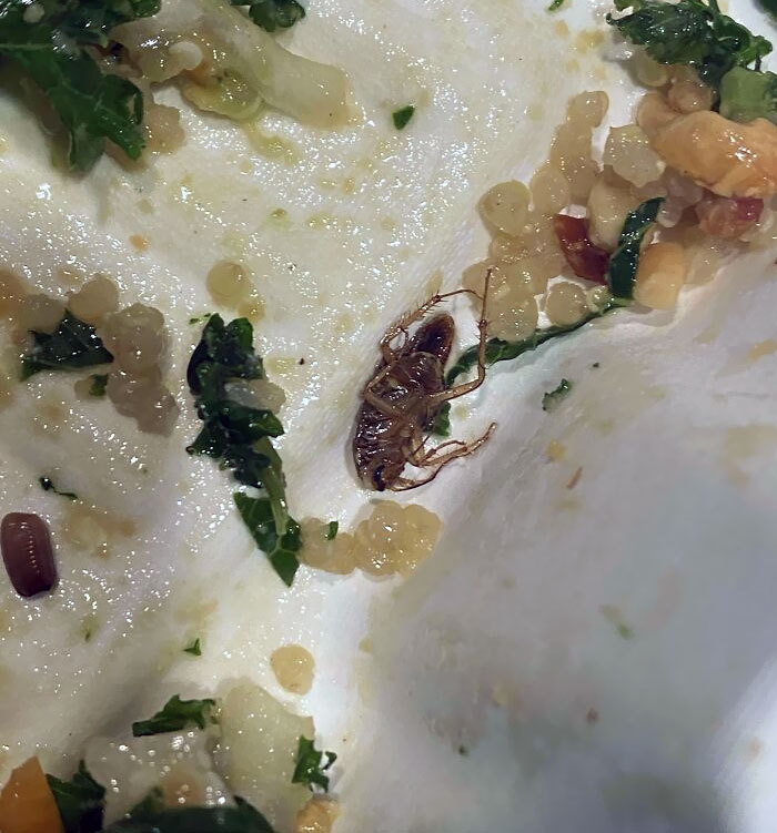Was Almost Finished With My Salad When I Realized There Was A Dead Bug In It